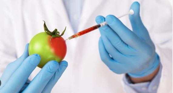 Food biotechnology; importance, applications and disadvantages